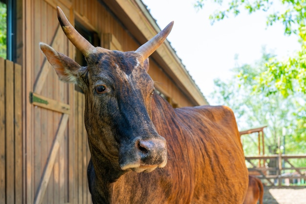 Mucca marrone in una fattoria in una giornata estiva. Animale domestico carino.