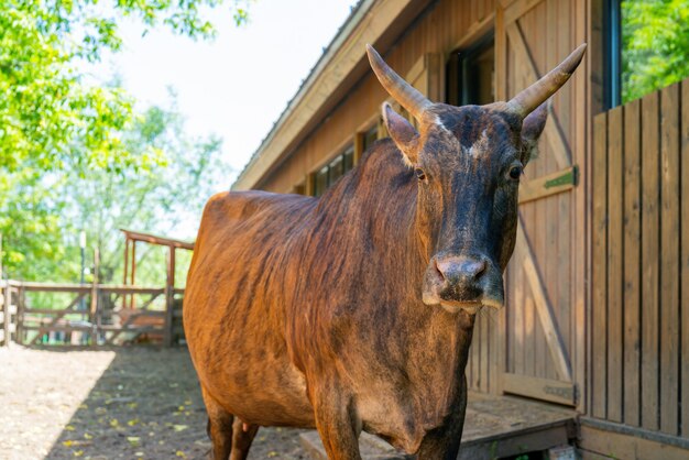 Mucca marrone in una fattoria.