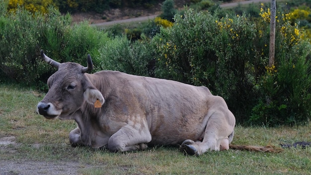 Mucca marrone sdraiata a terra in natura