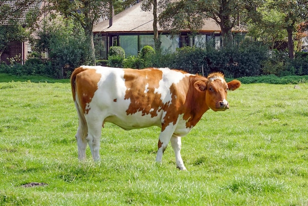 Mucca marrone sul campo verde