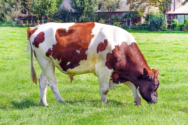 Mucca marrone sul campo verde