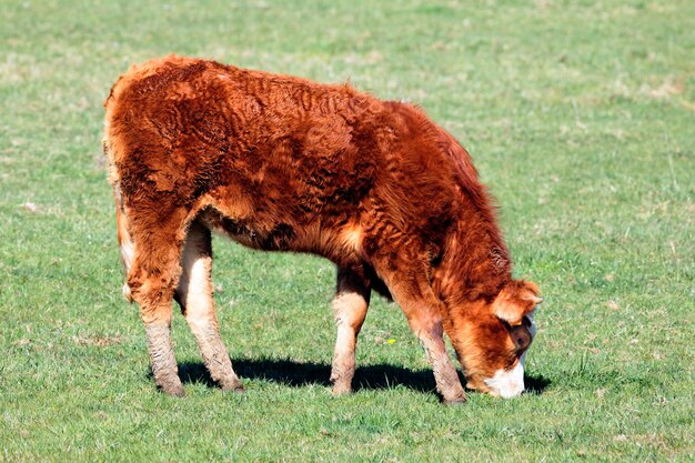 Mucca marrone sul prato verde