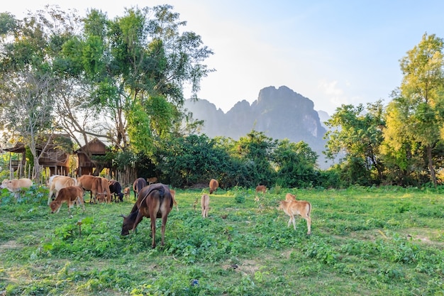 Mucca nel campo vuoto, cielo blu dietro la montagna in Vang Vieng, Laos del nord