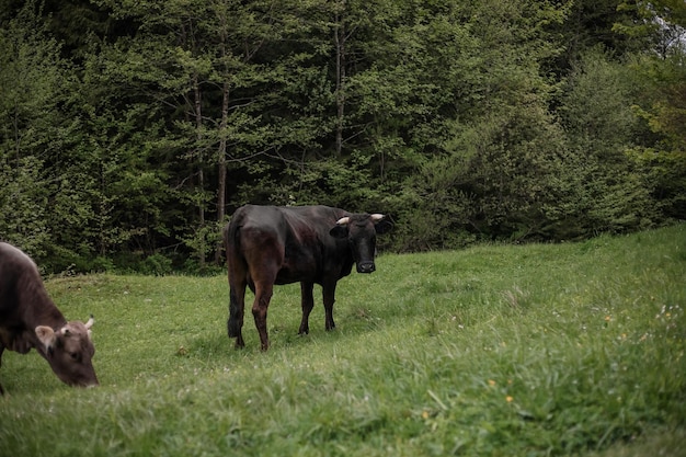 Mucca nel recinto del bestiame in fattoria Allevamento di animali