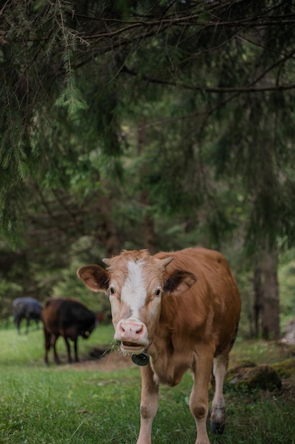 Mucca nel recinto del bestiame in fattoria Allevamento di animali