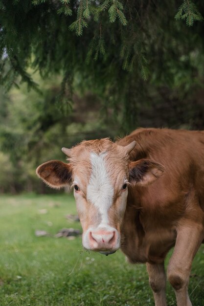 Mucca nel recinto del bestiame in fattoria Allevamento di animali