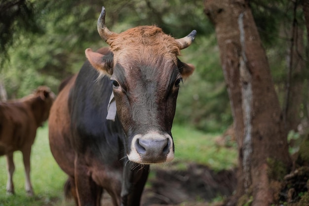 Mucca nel recinto del bestiame in fattoria Allevamento di animali