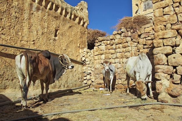 Mucca nel villaggio di Al-Mahwit in montagna, Yemen