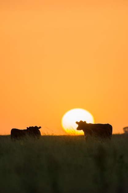 Mucca nella campagna argentina, paesaggio della pampa Argentina