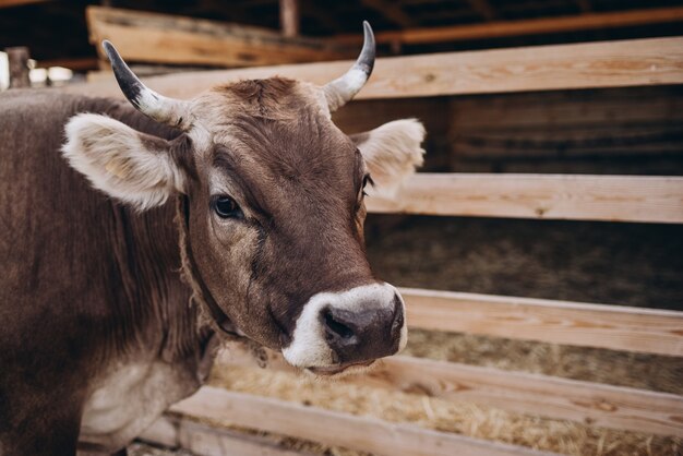 Mucca nella natura della fattoria