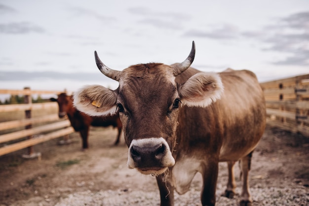 Mucca nella natura della fattoria