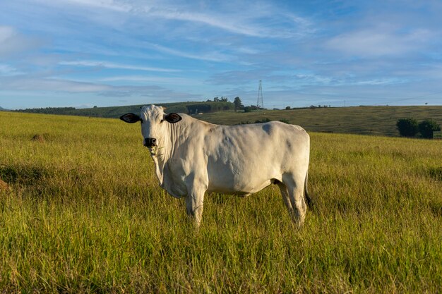 Mucca Nelore al pascolo con cielo azzurro