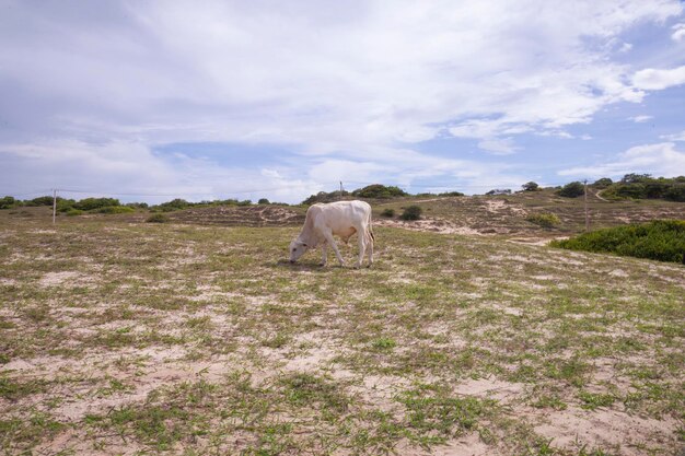 Mucca Nelore al pascolo Mucca lattea Concetto di agroalimentare industriale