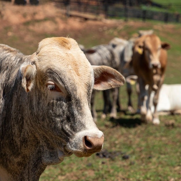 Mucca Nelore al pascolo