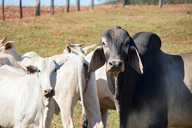 Mucca nelore bianca in fattoria