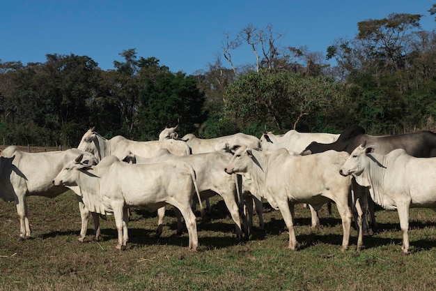 Mucca nelore bianca in fattoria