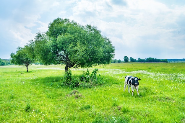 Mucca nera sul campo verde con un grande albero. Paesaggio rurale