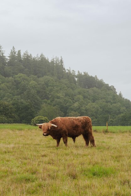 mucca pelosa in un prato in Scozia