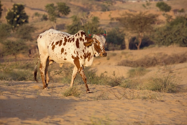 Mucca Pushkar India