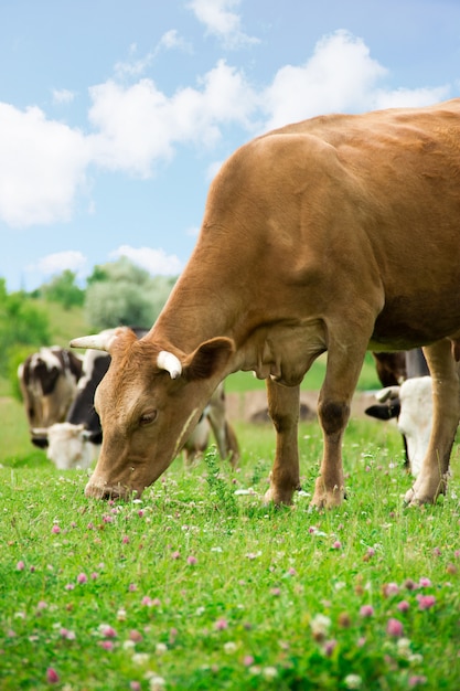 Mucca rossa che pasce su un prato verde