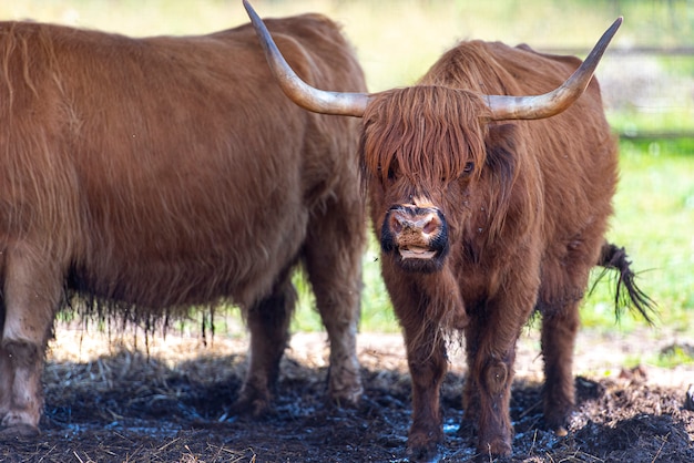 Mucca scozzese in una fattoria, mucca scozzese dell'altopiano