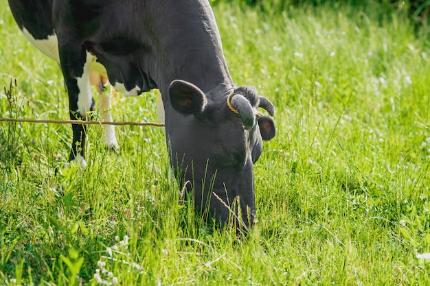 Mucca scura che pasce sul pascolo verde.