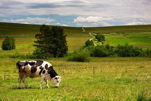 Mucca su erba verde e paesaggio agricolo in Polonia