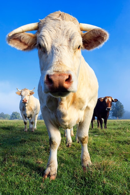 Mucca su un pascolo estivo nella luce del mattino