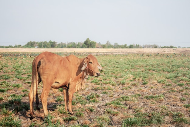 Mucca sul campo in campagna.