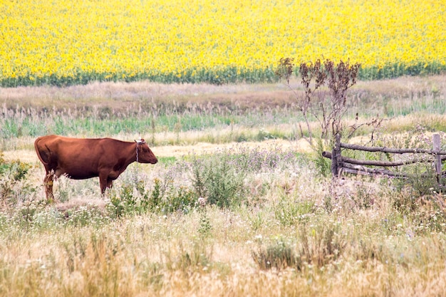 Mucca sul campo