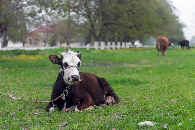 Mucca sul prato