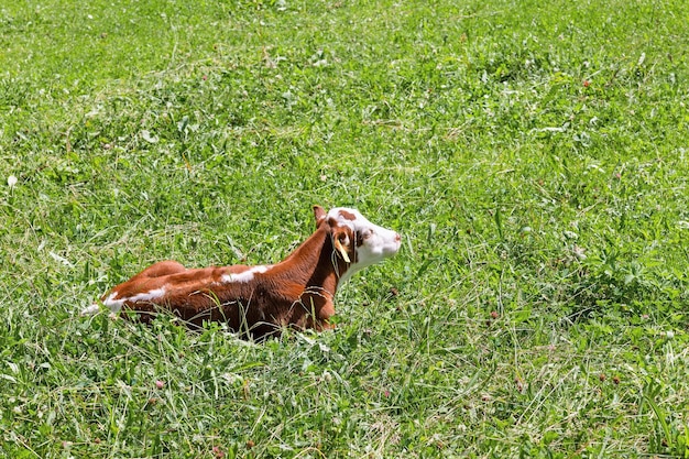 Mucca sullo sfondo dell'erba nei prati alpini