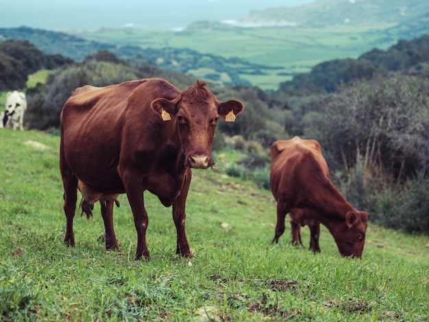 Mucche addomesticate marroni di razza a punta rossa che pascolano nel prato verde e mangiano erba nella zona rurale in estate