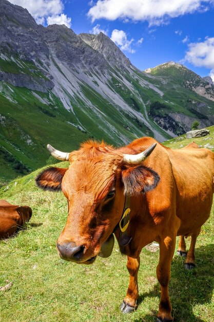 Mucche al pascolo alpino Alpi francesi