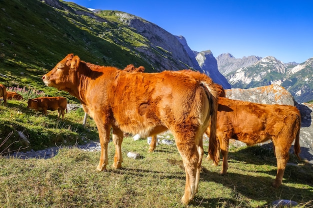 Mucche al pascolo alpino, Pralognan la Vanoise, sulle Alpi francesi