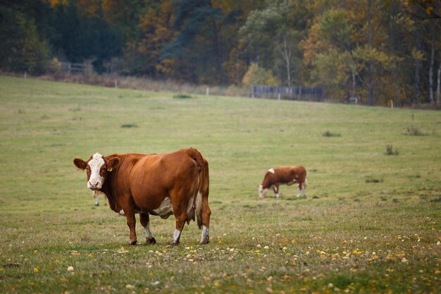 Mucche al pascolo autunnale