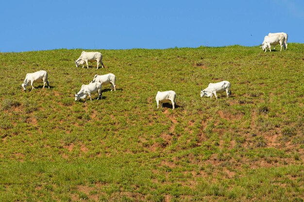 Mucche al pascolo in cima alla montagna in una giornata molto soleggiata
