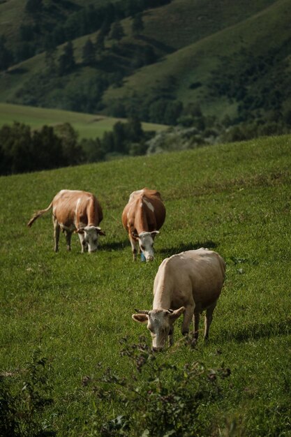 Mucche al pascolo in estate in un prato nelle montagne dell'altai