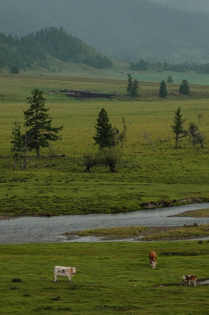 Mucche al pascolo in estate in un prato nelle montagne dell'altai