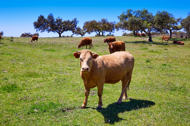 Mucche al pascolo in Extremadura Dehesa in Spagna