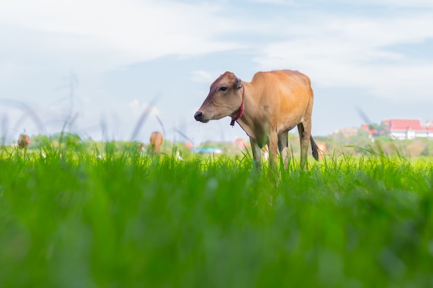 Mucche al pascolo in fattoria con campo verde in una bella giornata