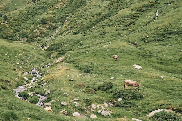 Mucche al pascolo in montagna