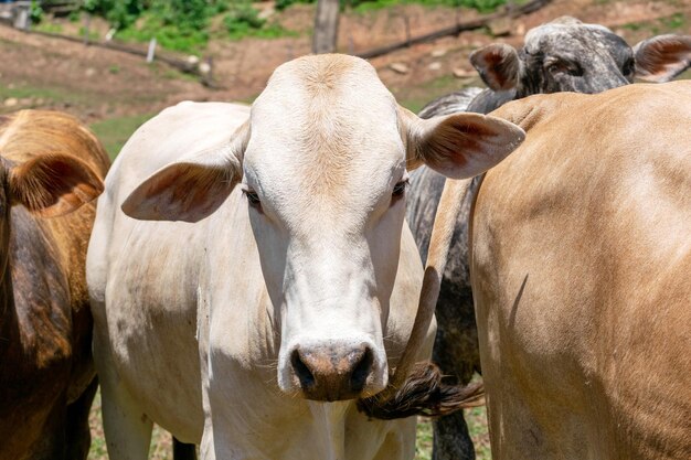 Mucche al pascolo in un campo Messa a fuoco selettiva