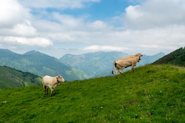 Mucche al pascolo nei pascoli delle Alpi