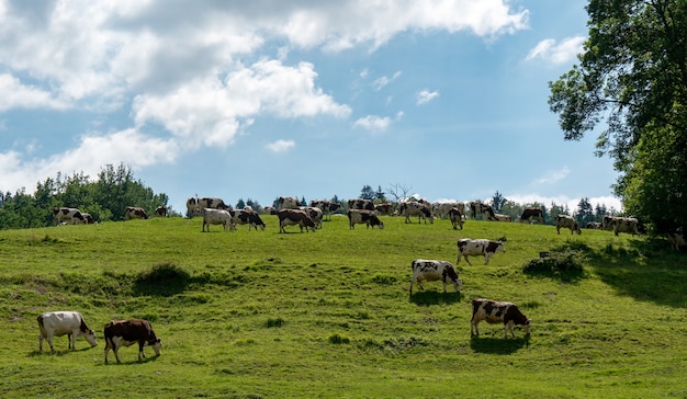 Mucche al pascolo nei pascoli delle Alpi