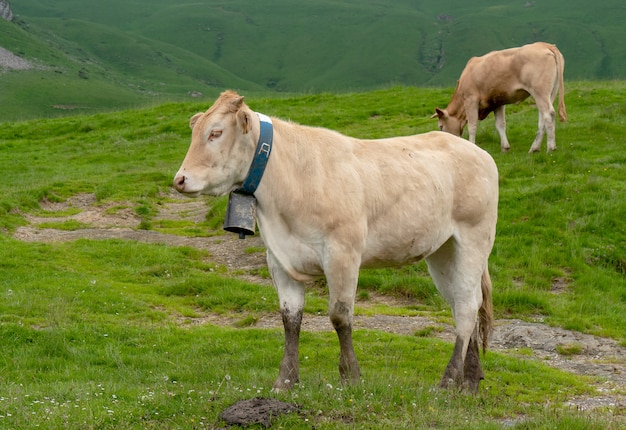 Mucche al pascolo nei pascoli delle Alpi