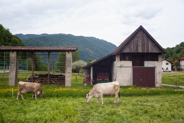 Mucche al pascolo, Slovenia