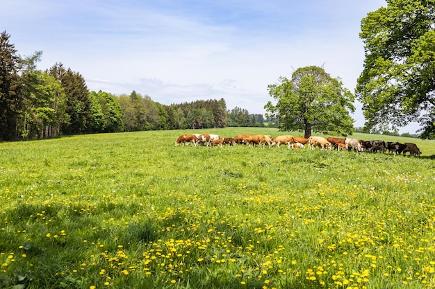 Mucche al pascolo su un campo verde in estate