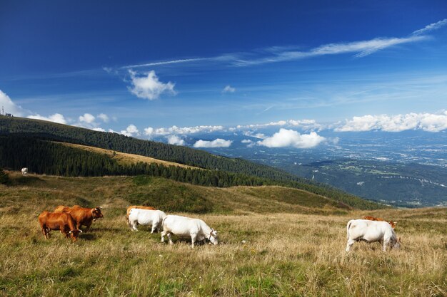 Mucche al pascolo su un verde prato di montagna