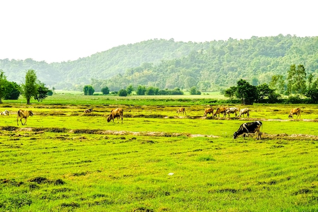 Mucche al pascolo su uno sfondo di concetto di terreno agricolo prato